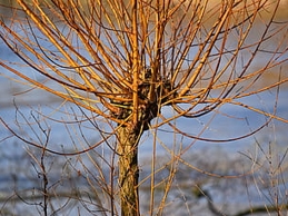 Salix alba